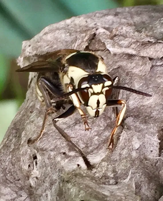AAA Pest Pros Picture 3