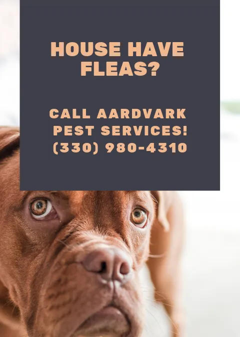 Aardvark Pest Services And Wildlife Removal Picture 2