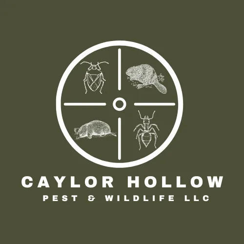 Caylor Hollow Pest & Wildlife LLC Picture 8