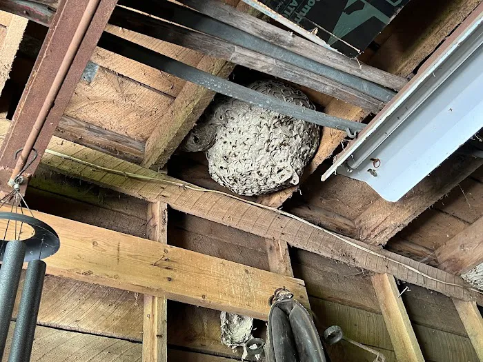 Caylor Hollow Pest & Wildlife LLC Picture 9