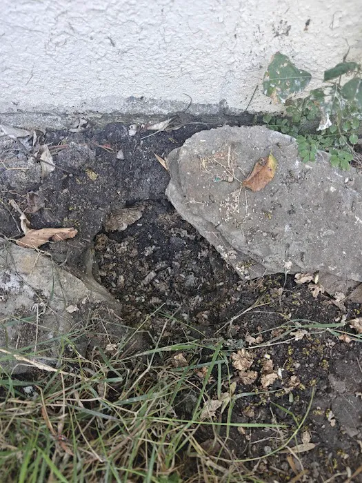 Complete Pest Control Services Picture 4