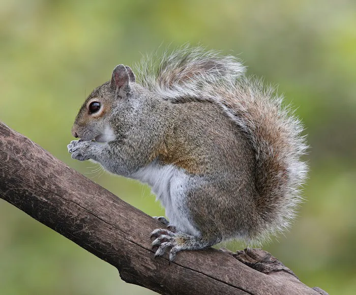 Expert Pest Management Inc. Picture 5