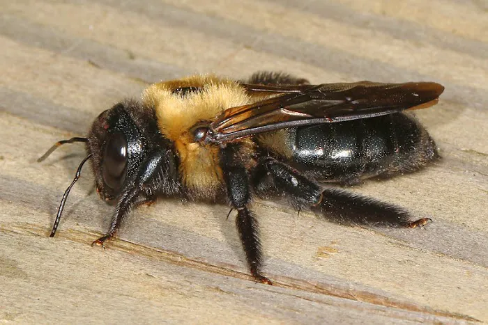 Expert Pest Management Inc. Picture 4