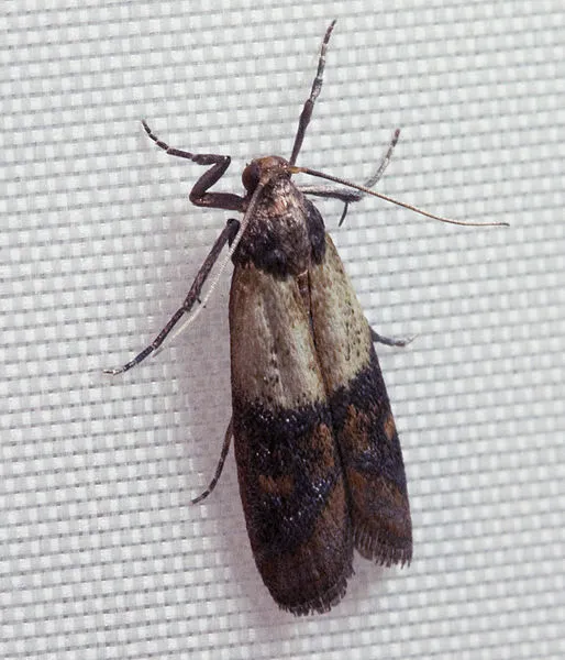 Expert Pest Management Inc. Picture 2