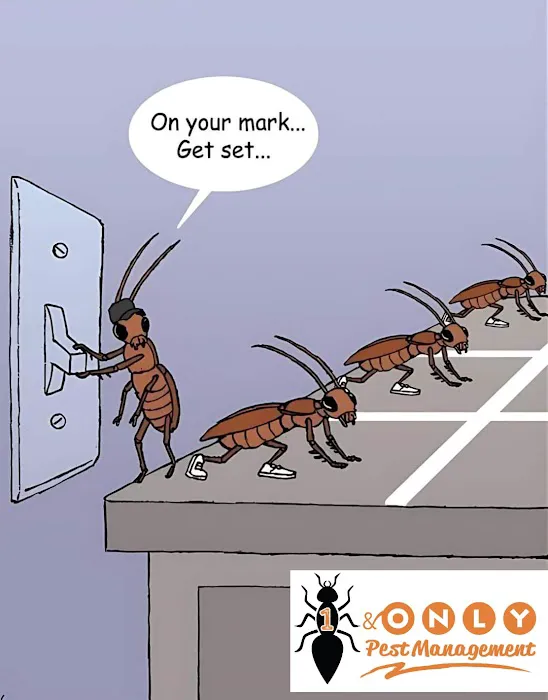1 & Only Pest Management Picture 1
