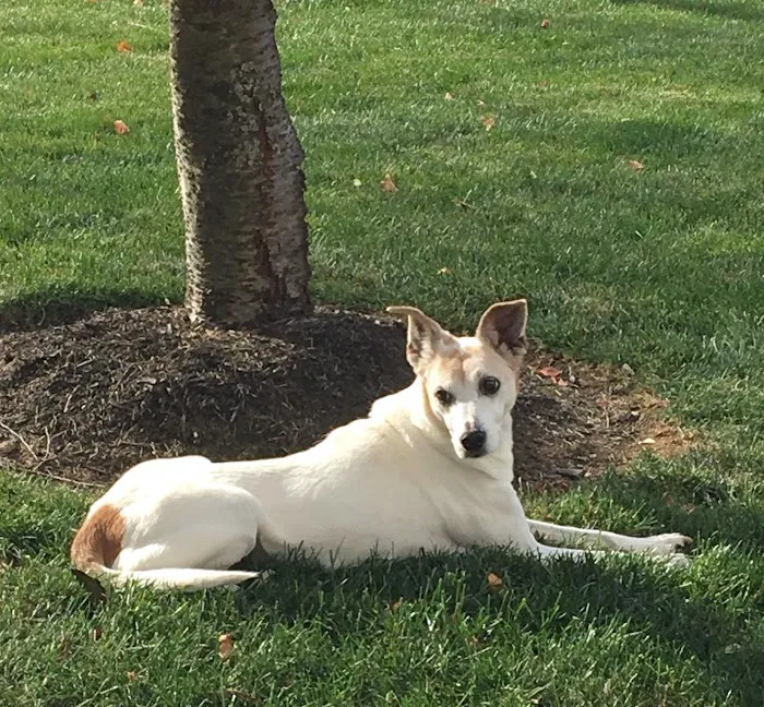 Prolawn Picture 9