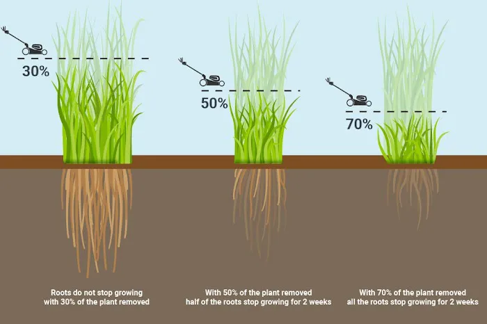 Prolawn Picture 2