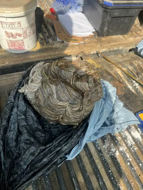 LEE's Pest Services, LLC Picture 7