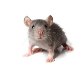 Dynamic Pest Solutions Inc Picture 4