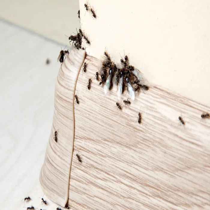 Guilford Pest Control Picture 5