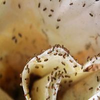 Guilford Pest Control ico