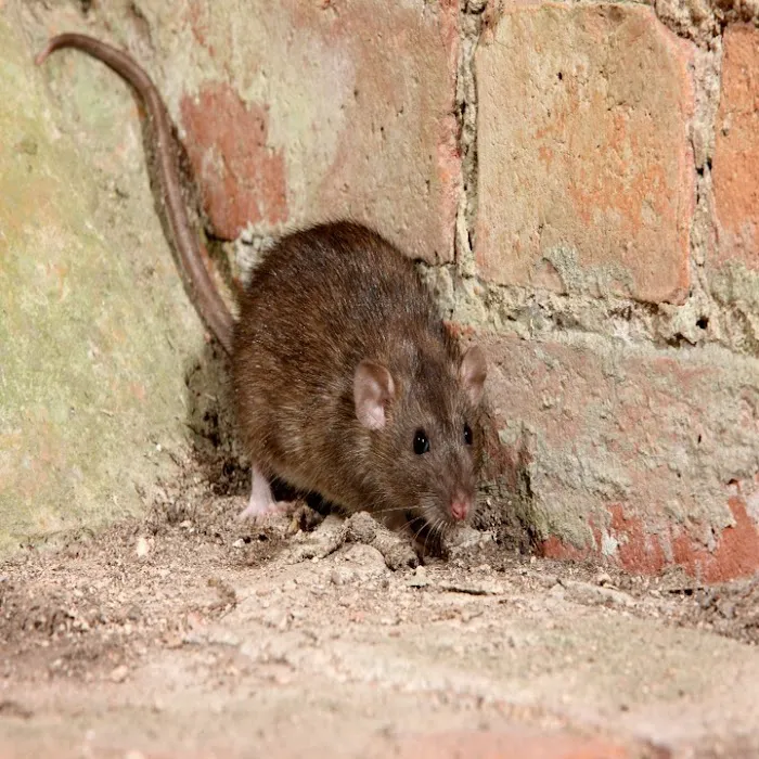 Guilford Pest Control Picture 6