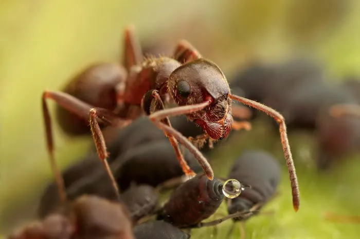 Green Pest Services Picture 1