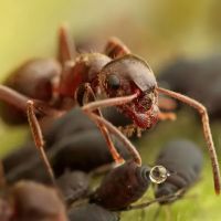 Green Pest Services ico