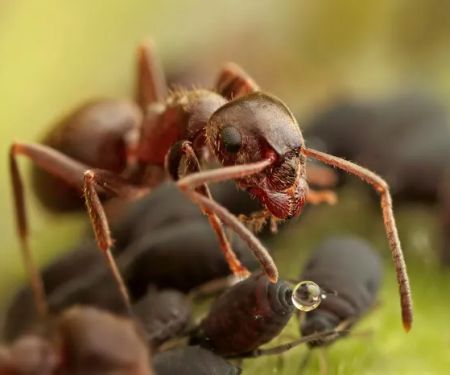Green Pest Services