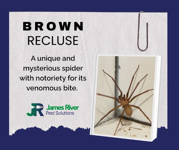 James River Pest Solutions Picture 3