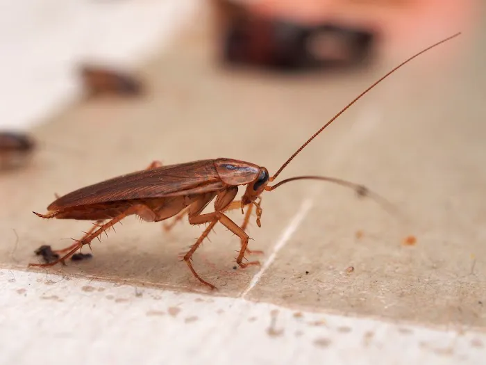 James River Pest Solutions Picture 7