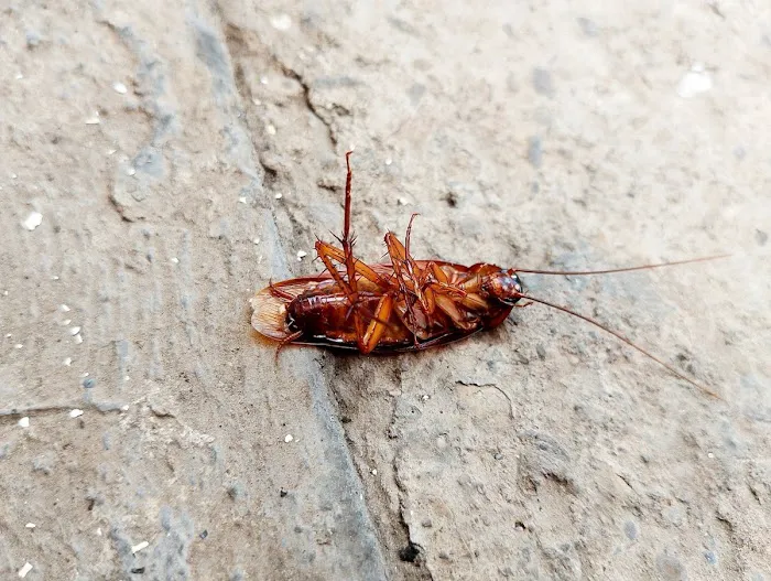 James River Pest Solutions Picture 4