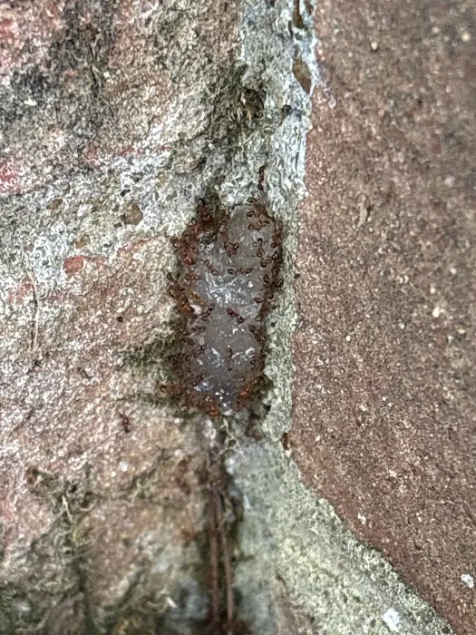 RichPro Pest Management, Inc. Picture 5
