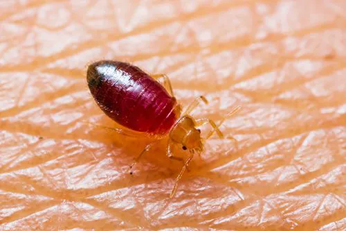 Accel Pest & Termite Control Picture 2