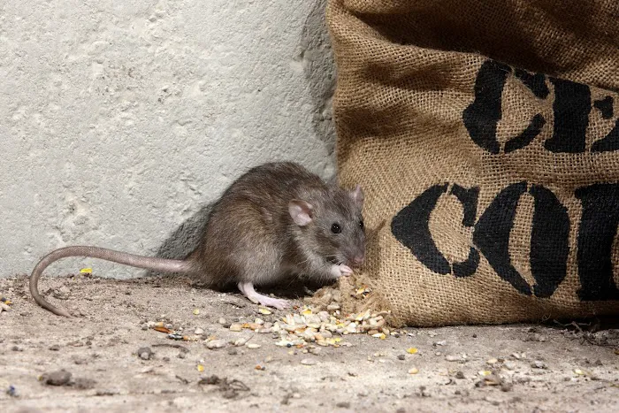 Accel Pest & Termite Control Picture 1