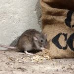Accel Pest & Termite Control
