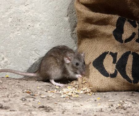 Accel Pest & Termite Control