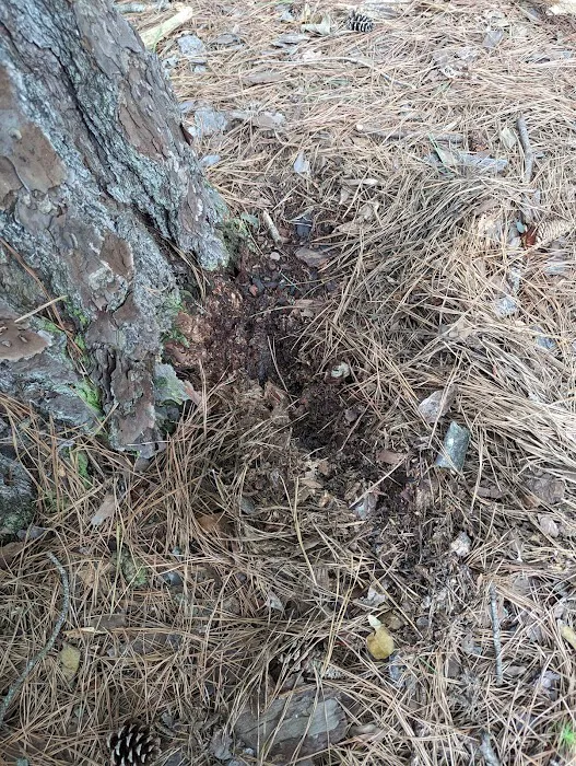 Indeed Pest Solutions Picture 4