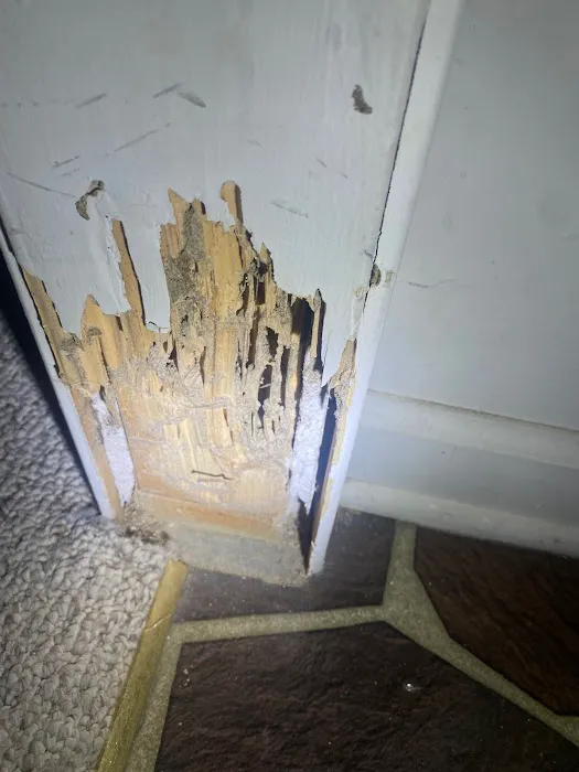 Indeed Pest Solutions Picture 5