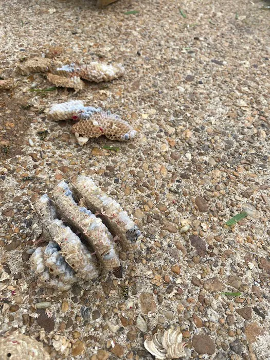Indeed Pest Solutions Picture 7