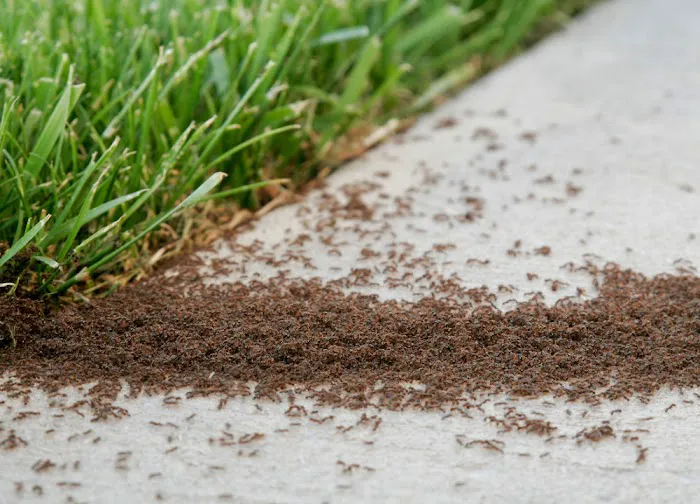 South Capital City Pest Control Co Picture 9