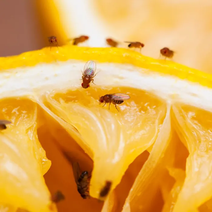 GreenShield Home & Pest Solutions Picture 10