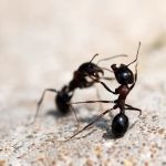 GreenShield Home & Pest Solutions