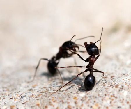 GreenShield Home & Pest Solutions