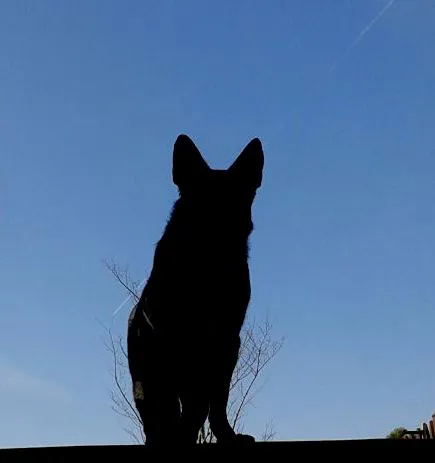 Elite K9 Bed Bug Hunters Picture 4
