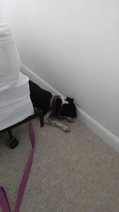Elite K9 Bed Bug Hunters Picture 1