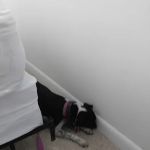 Elite K9 Bed Bug Hunters