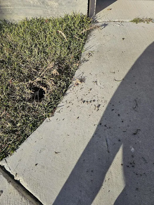 Arrow Exterminators Picture 4