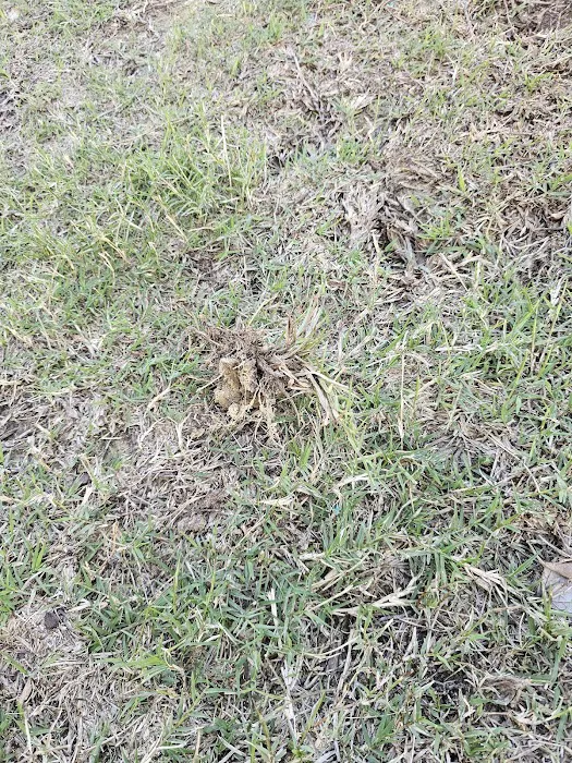 Arrow Exterminators Picture 9