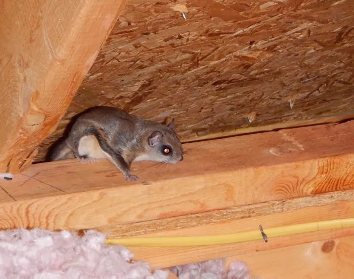 Pest Proof Pest Management (Sigma Pest Control) Picture 7