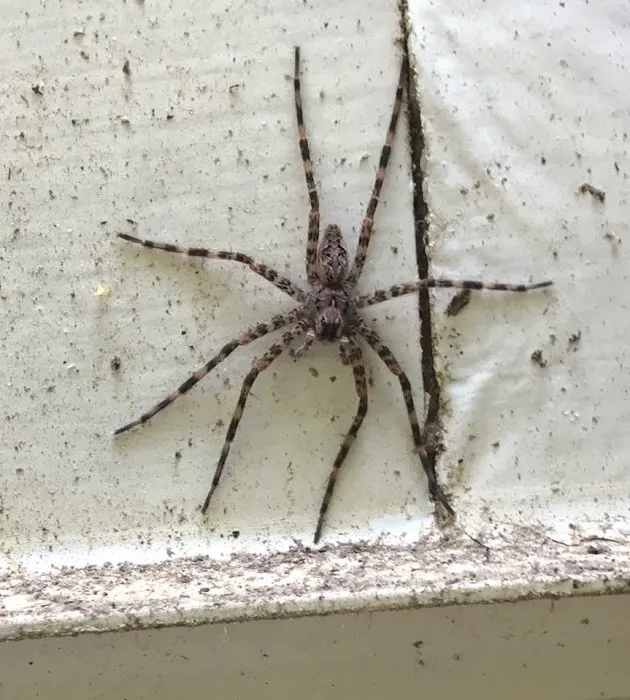 Pest Proof Pest Management (Sigma Pest Control) Picture 3