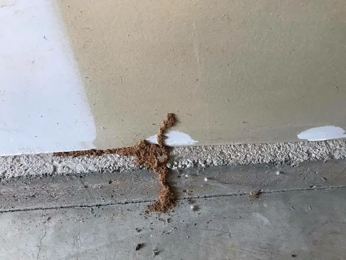 Pest Proof Pest Management (Sigma Pest Control) Picture 2