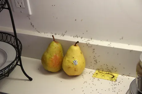 Pest Proof Pest Management (Sigma Pest Control) Picture 1