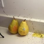 Pest Proof Pest Management (Sigma Pest Control)
