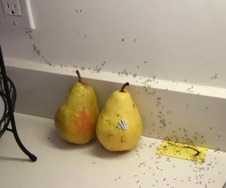 Pest Proof Pest Management (Sigma Pest Control)