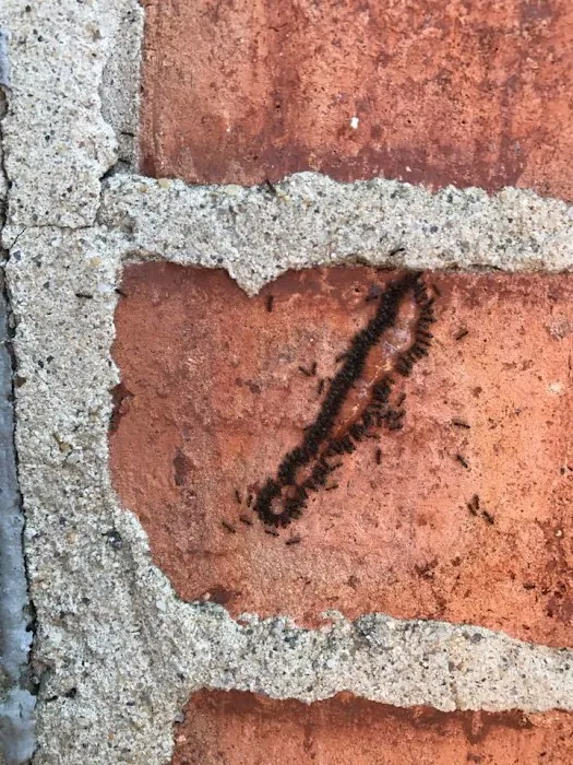 Pest Proof Pest Management (Sigma Pest Control) Picture 8