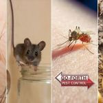 Go-Forth Pest Control