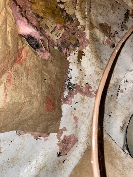 Xceptional Wildlife Removal Picture 10