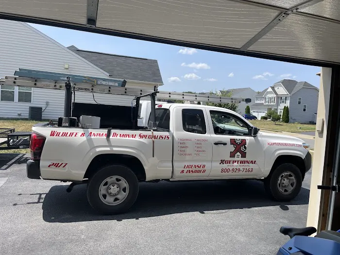 Xceptional Wildlife Removal Picture 3
