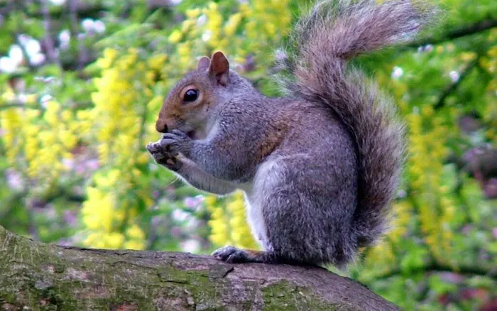 Xceptional Wildlife Removal Picture 8